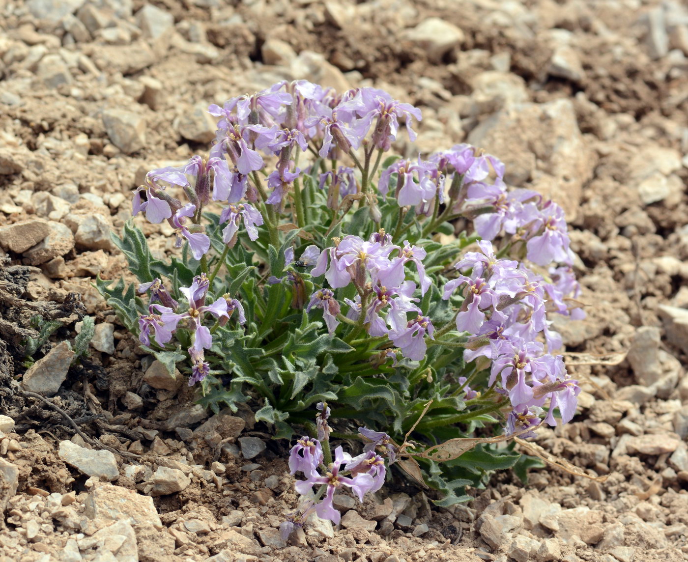 Image of Parrya turkestanica specimen.