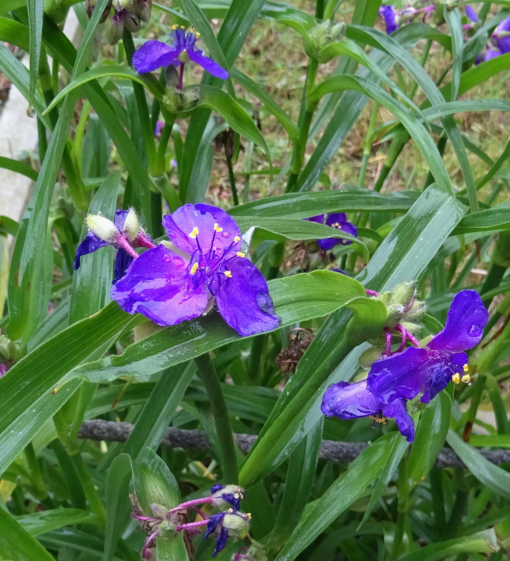 Image of genus Tradescantia specimen.