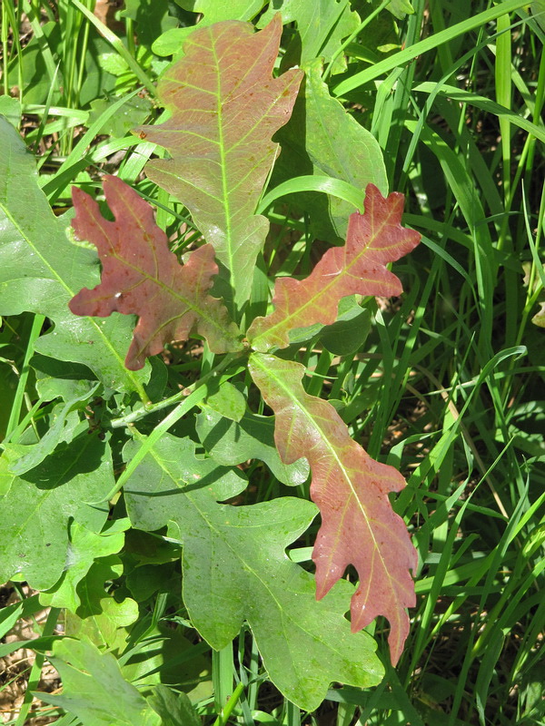 Image of Quercus robur specimen.