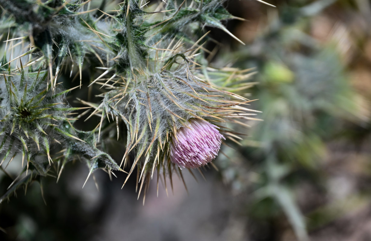 Image of Cirsium semenowii specimen.