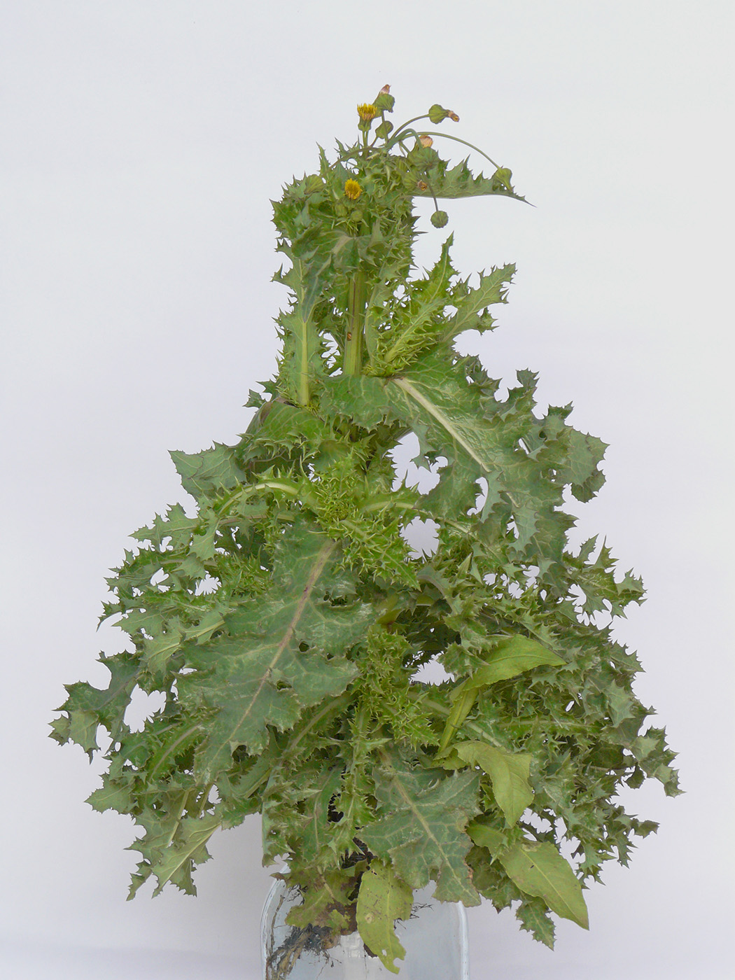 Image of Sonchus asper specimen.