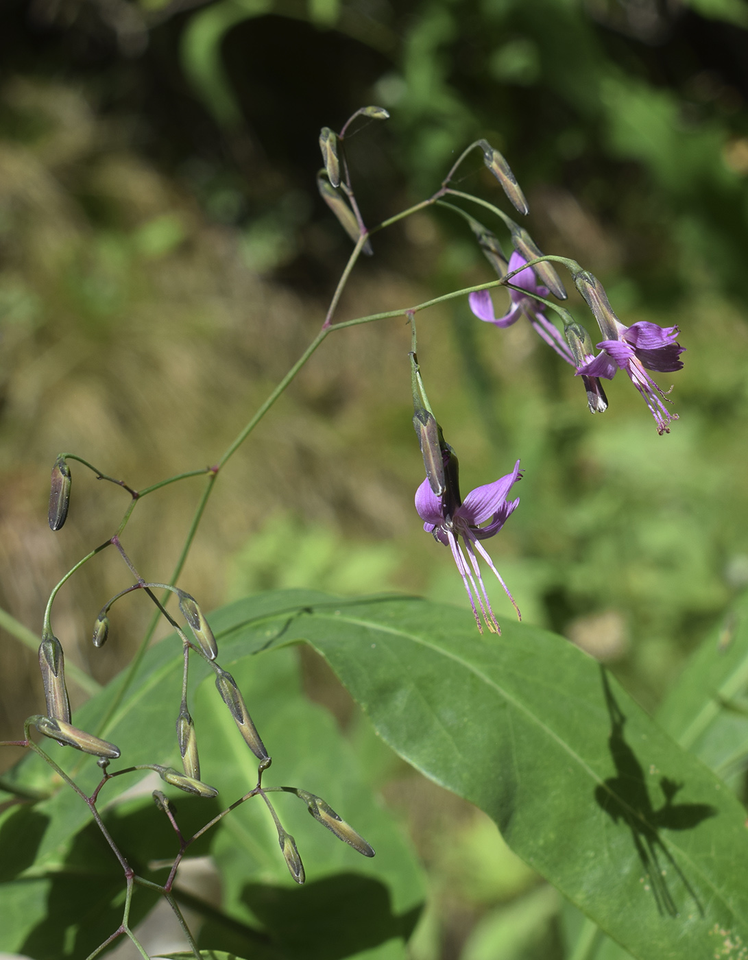 Изображение особи Prenanthes purpurea.