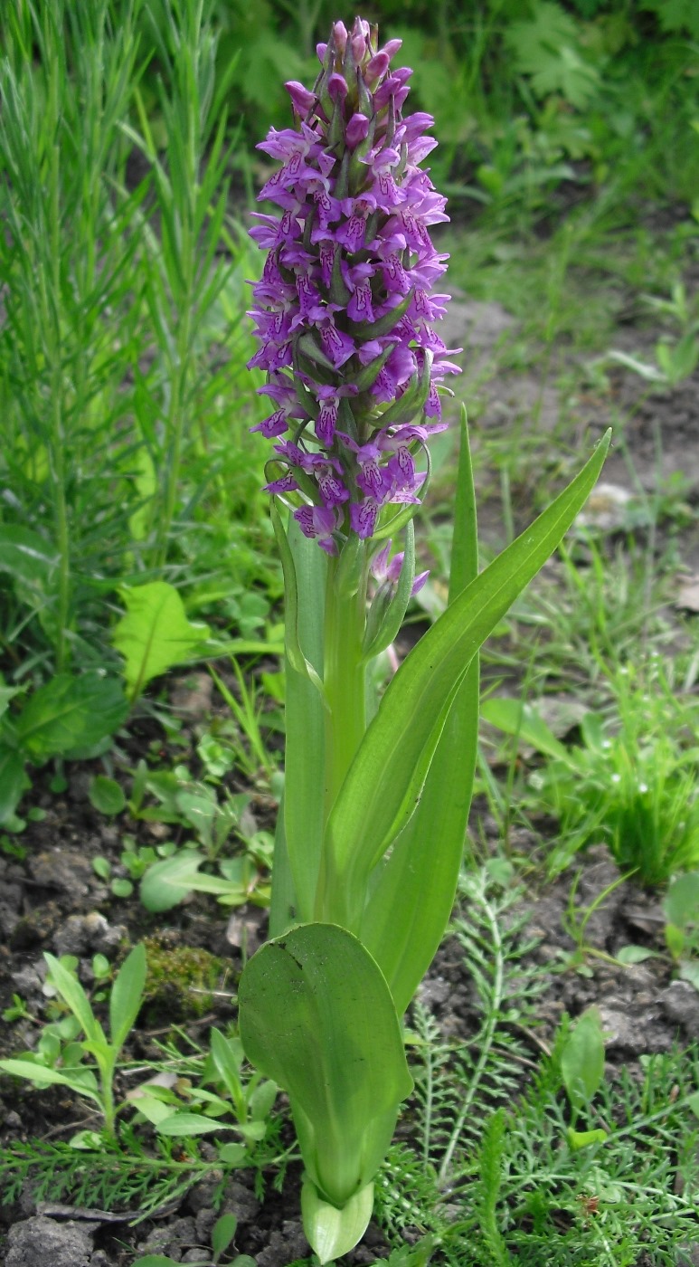 Image of Dactylorhiza incarnata specimen.