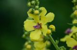 Verbascum pyramidatum. Цветок и бутоны. Армения, обл. Лори, окр. с. Лори Берд, крепость Лори Берд, ≈ 1300 м н.у.м., луг. 24.06.2022.