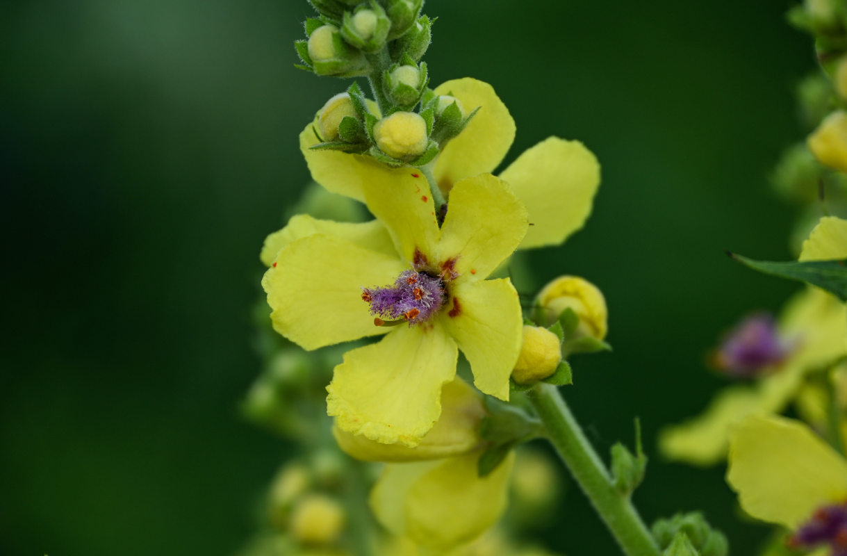 Image of Verbascum pyramidatum specimen.