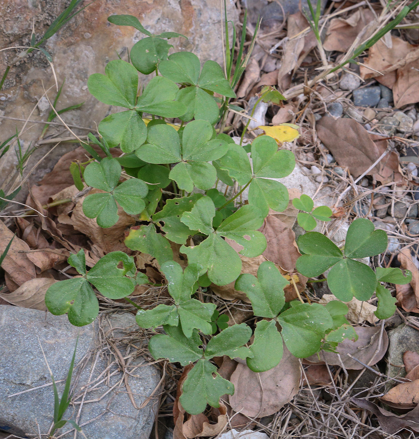 Image of genus Oxalis specimen.