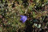 Campanula tridentata. Цветок. Чечня, Шаройский р-н, Снеговой хр., 2 км на юго-запад от от Цумандинского перевала, выс. 2650 м н.у.м., альпийский луг. 24 августа 2023 г.