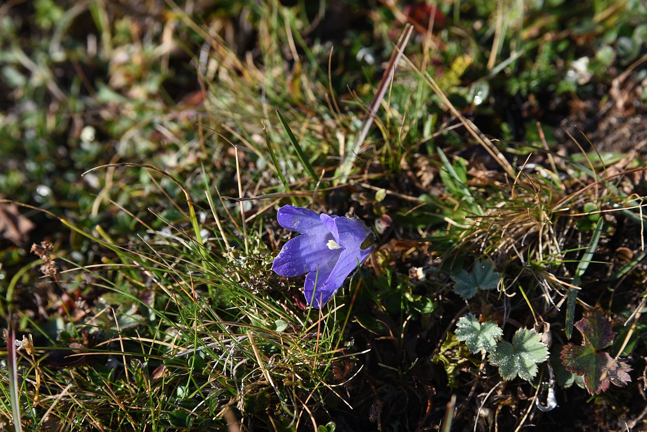 Изображение особи Campanula tridentata.