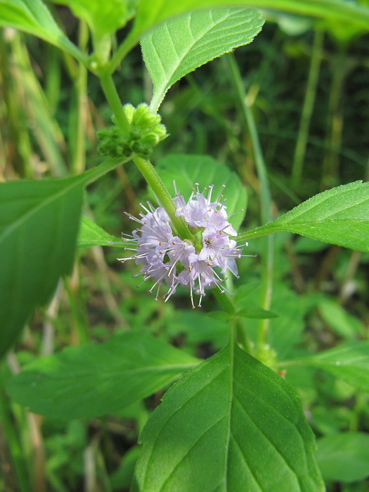 Image of Mentha arvensis specimen.