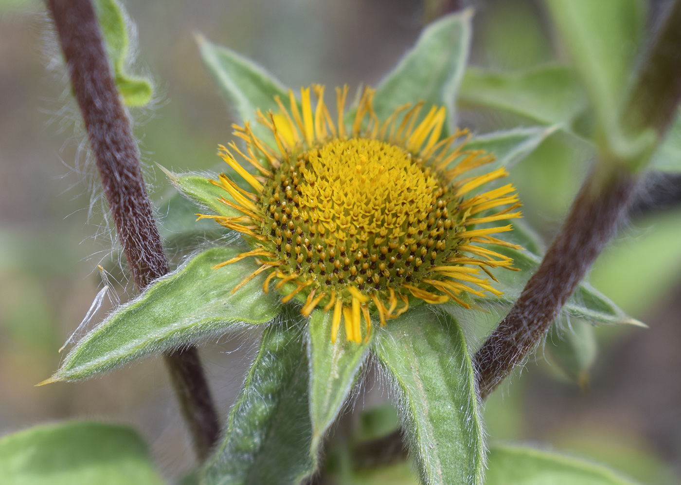 Изображение особи Pallenis spinosa.