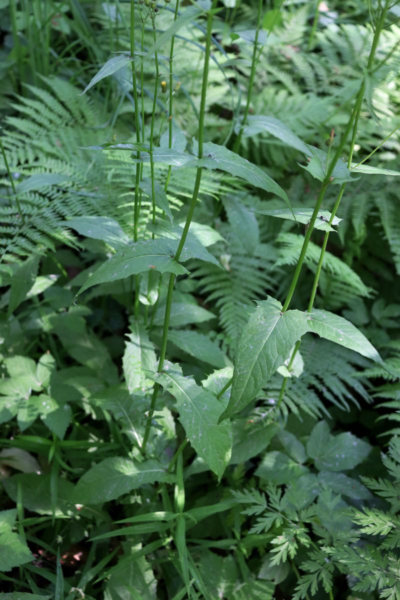 Image of Crepis paludosa specimen.