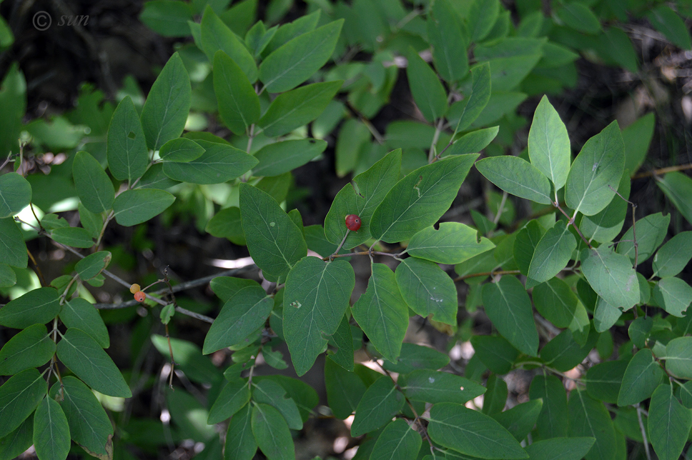 Изображение особи Lonicera tatarica.