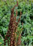 Rumex aquaticus. Верхушка соплодия. Курильские о-ва, о-в Итуруп, окр. мыса Угольный, подножие лугового склона, берег ручья. 22.08.2023.