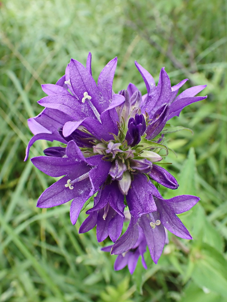 Изображение особи Campanula cephalotes.