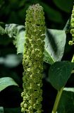 Phytolacca acinosa. Созревающее соплодие. Ярославская обл., г. Ярославль, в культуре. 02.07.2024.