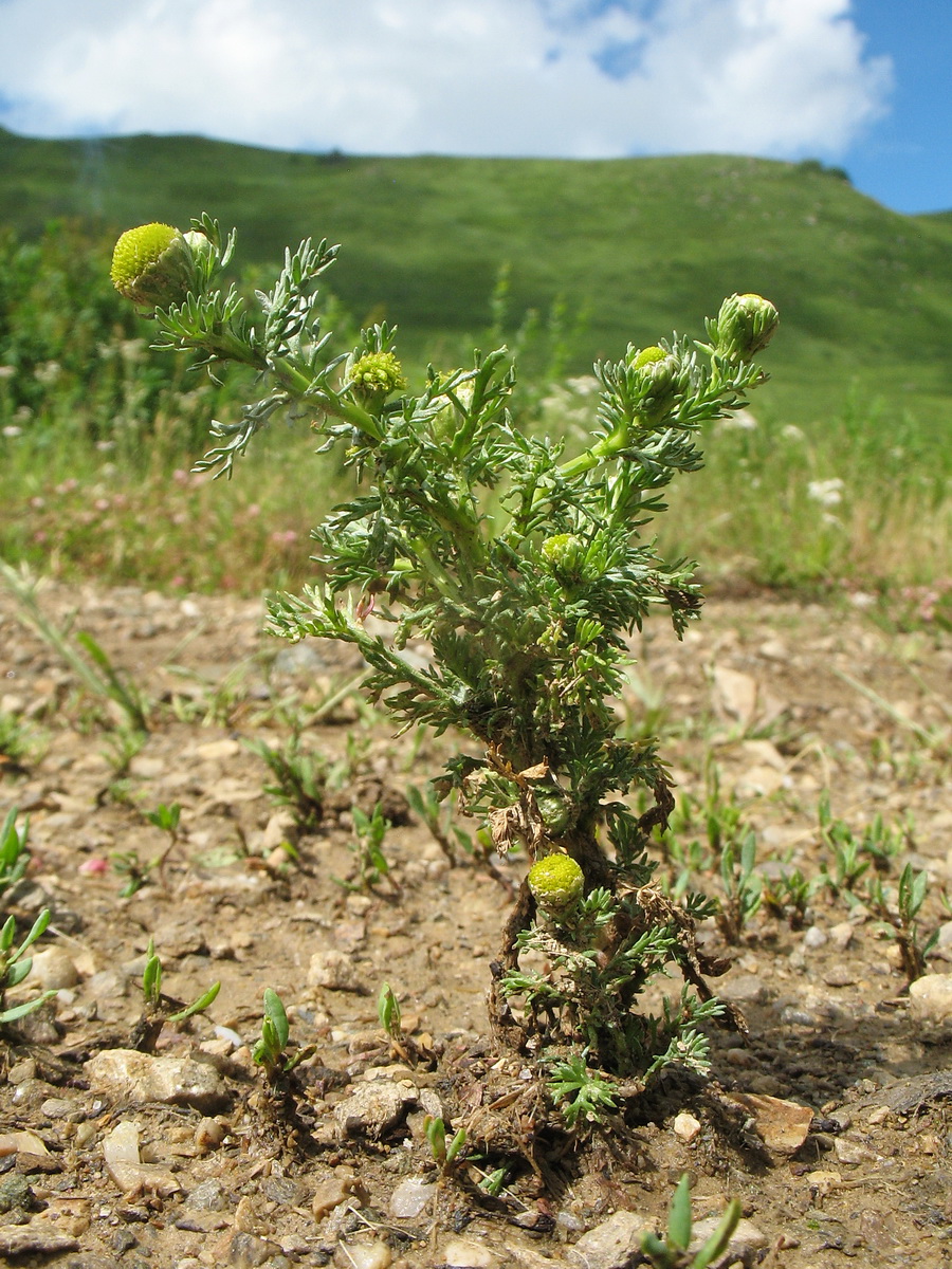 Image of Matricaria discoidea specimen.