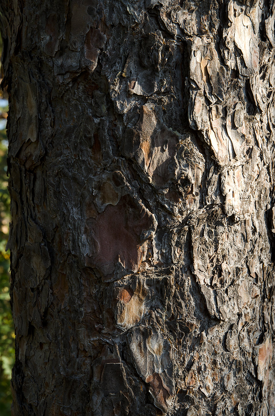 Изображение особи Pinus sylvestris.