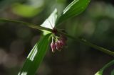 Polygonatum cirrhifolium