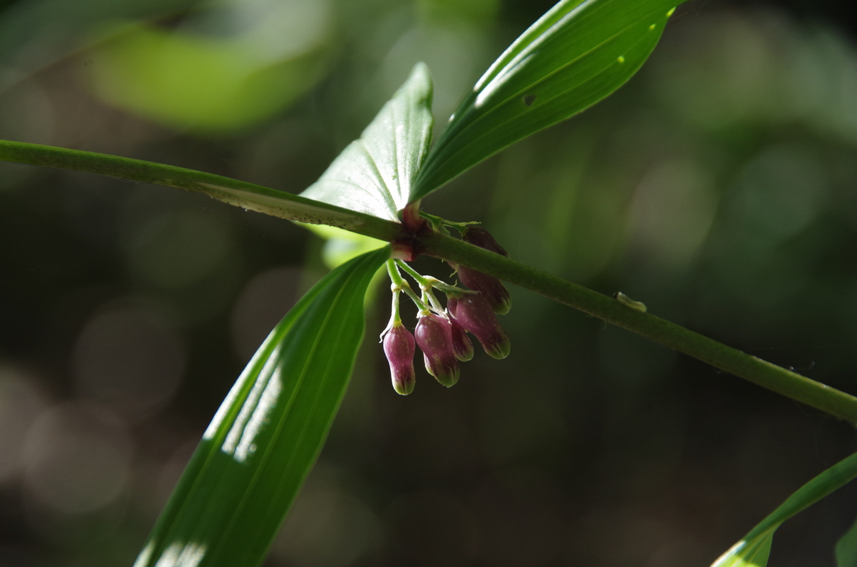 Изображение особи Polygonatum cirrhifolium.