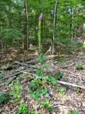 Digitalis purpurea