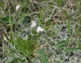 Antennaria caucasica