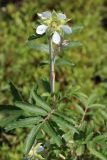 Farinopsis salesoviana. Верхушка побега с цветком. Томская обл., г. Томск, Сибирский ботанический сад Томского государственного университета, в культуре. 15.06.2024.