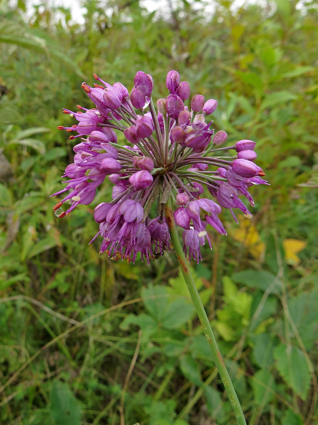 Изображение особи Allium sacculiferum.