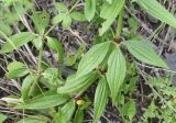 Galium valantioides. Листья. Чечня, Шаройский р-н, дол. р. Цесиахк, 400 м ниже водопада Цеси, нижняя часть склона. 29 июня 2024 г.