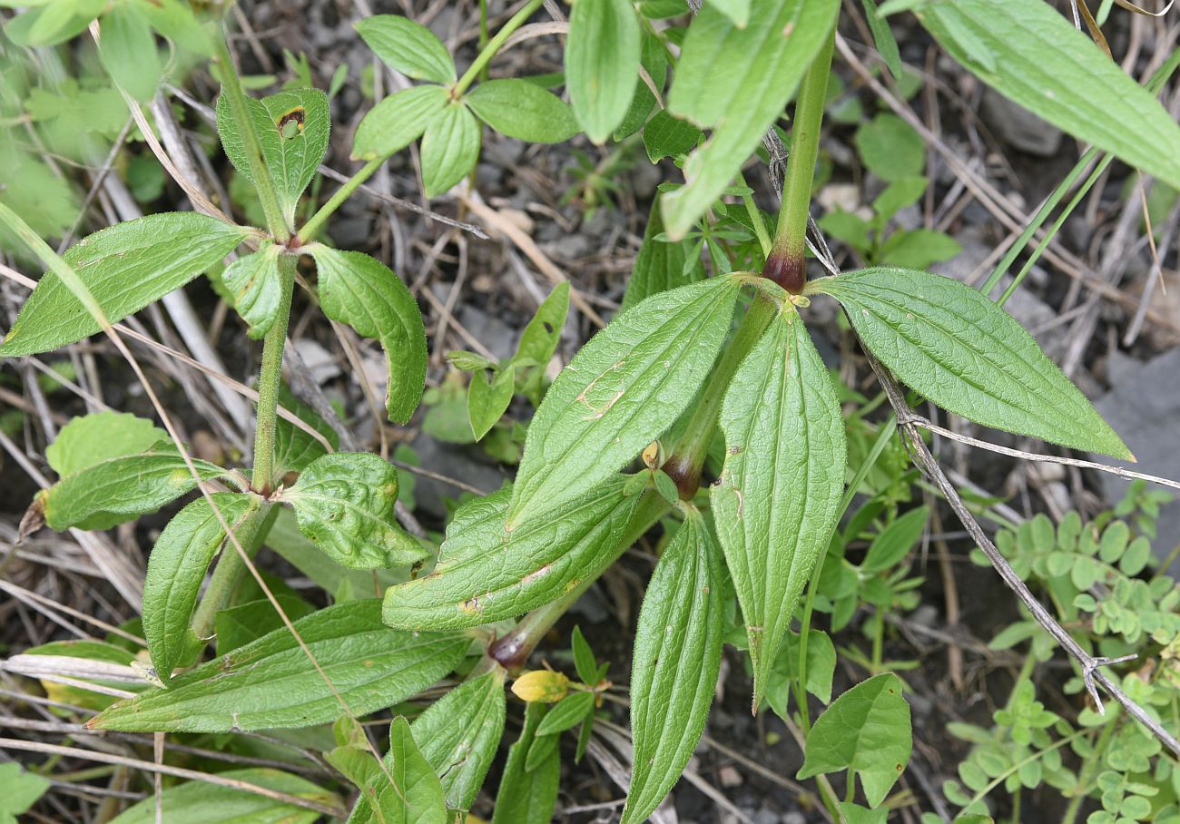 Image of Galium valantioides specimen.