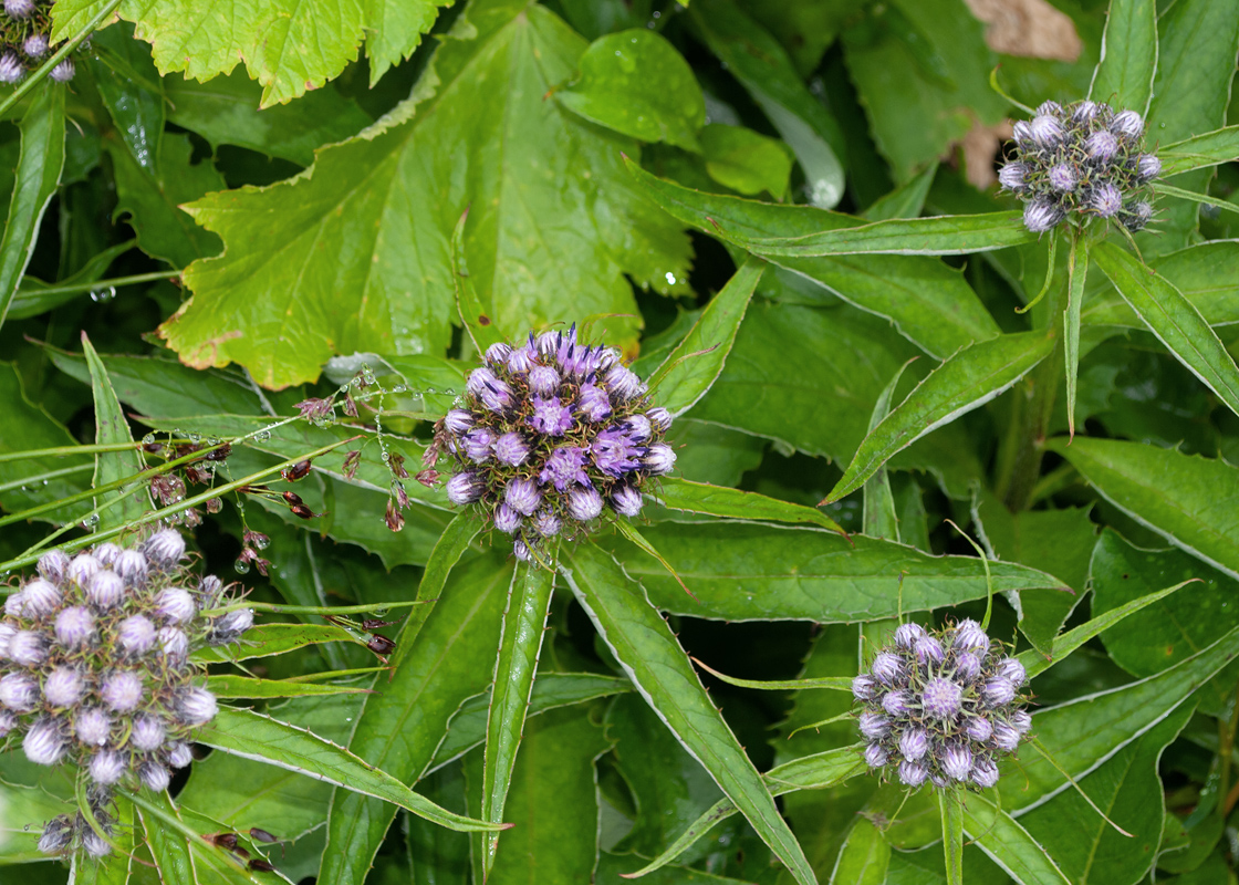 Изображение особи Saussurea pseudotilesii.