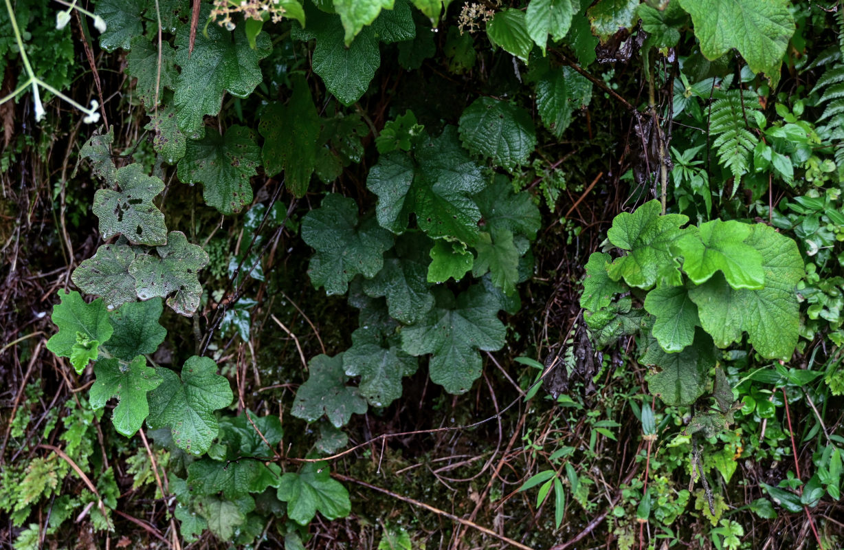 Image of genus Rubus specimen.