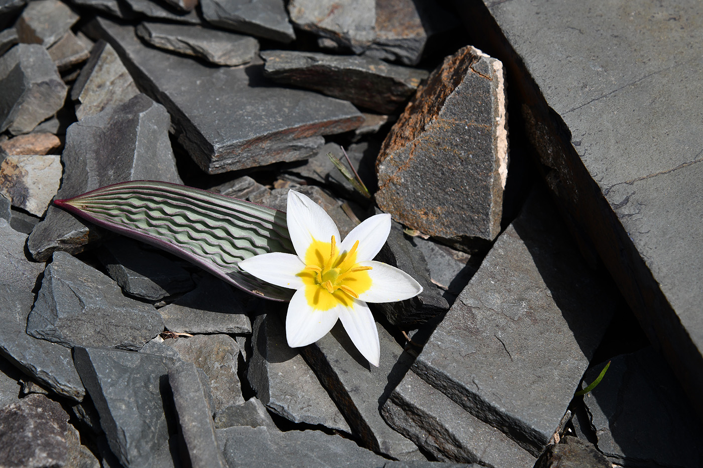 Image of Tulipa regelii specimen.