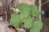 Heracleum sibiricum. Лист молодого растения. Крым, Бахчисарайский р-н, окр. с. Соколиное, берег р. Коккозка, лиственный лес (граб, бук, ольха, дуб). 04.04.2024.