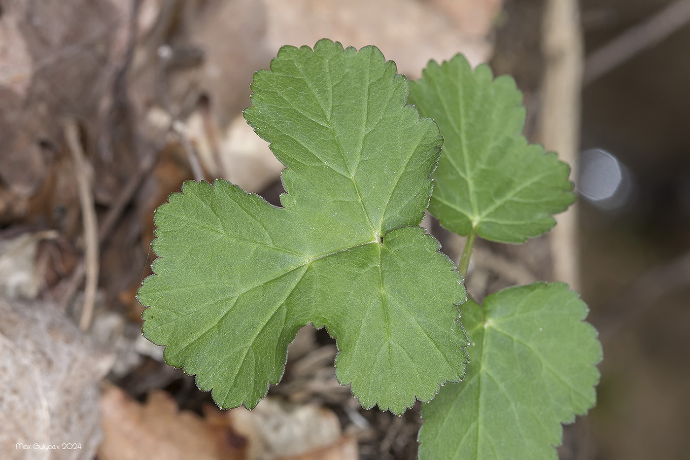 Image of familia Apiaceae specimen.