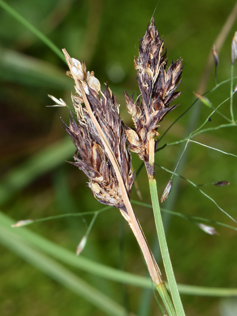 Image of Carex melanantha specimen.