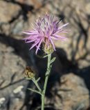 Centaurea caprina. Верхушка веточки с цветущим и развивающимся соцветиями. Крым, Южный Берег, окр. пос. Новый Свет, высокий берег моря, каменистый склон рядом с туристической тропой. 07.06.2024.