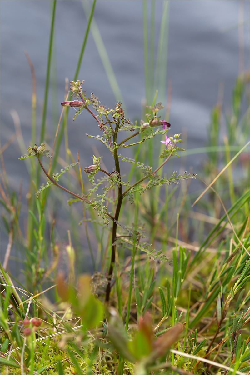 Image of Pedicularis palustris specimen.