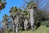 View full-size image Washingtonia filifera