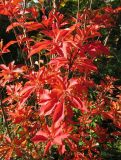 View full-size image Enkianthus campanulatus