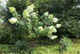 View full-size image Hydrangea paniculata