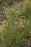 genus Onobrychis. Цветущее растение. Приэльбрусье, долина р. Ирик. Июль 2010 г.