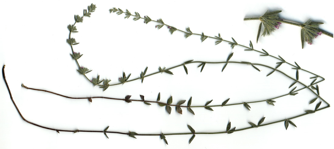 Image of Micromeria myrtifolia specimen.