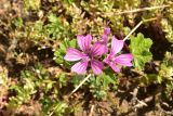 View full-size image Malva sylvestris