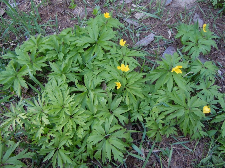 Image of Anemone ranunculoides specimen.