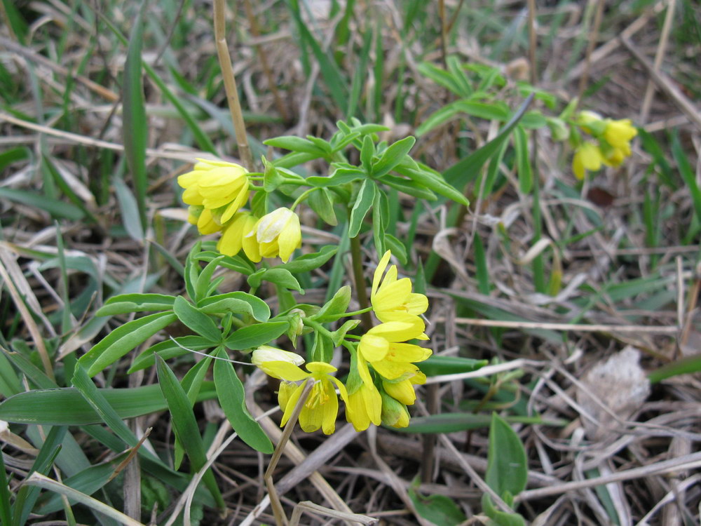 Изображение особи Gymnospermium odessanum.