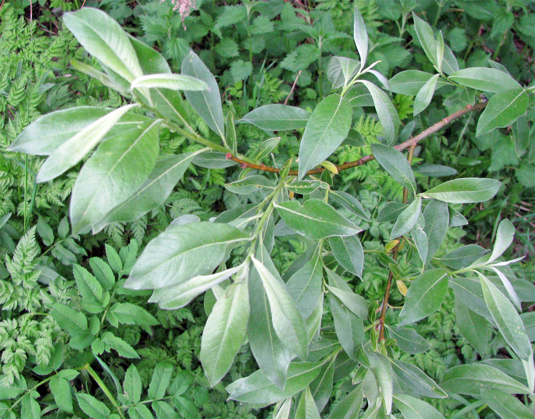 Image of Salix × smithiana specimen.
