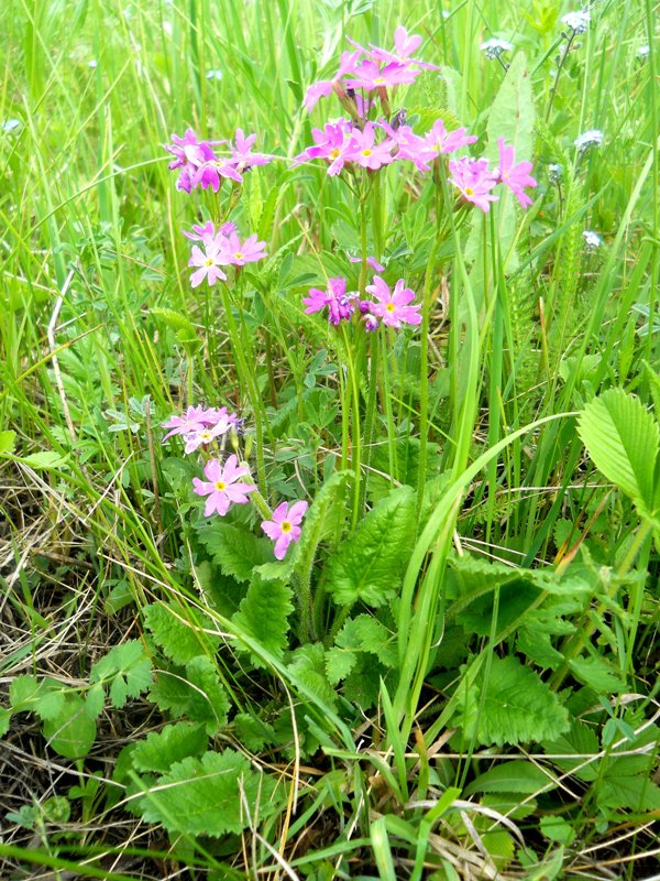 Image of Primula cortusoides specimen.