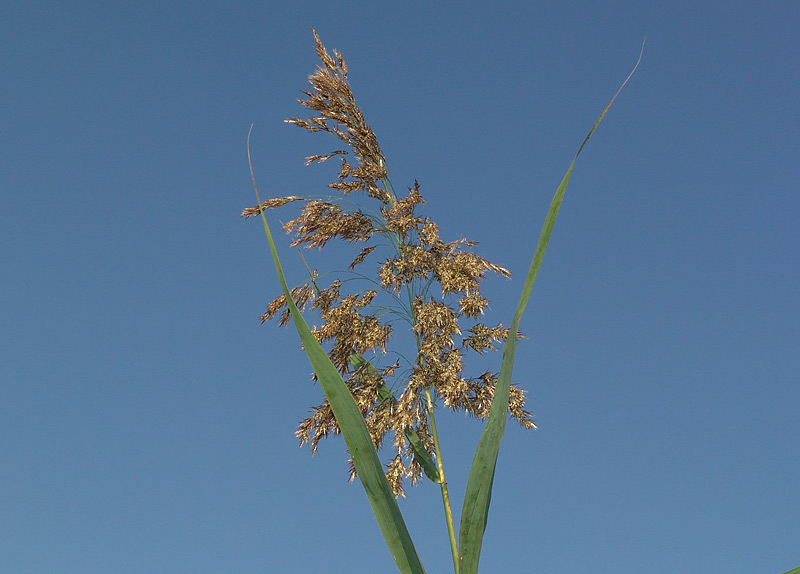 Image of Phragmites australis specimen.