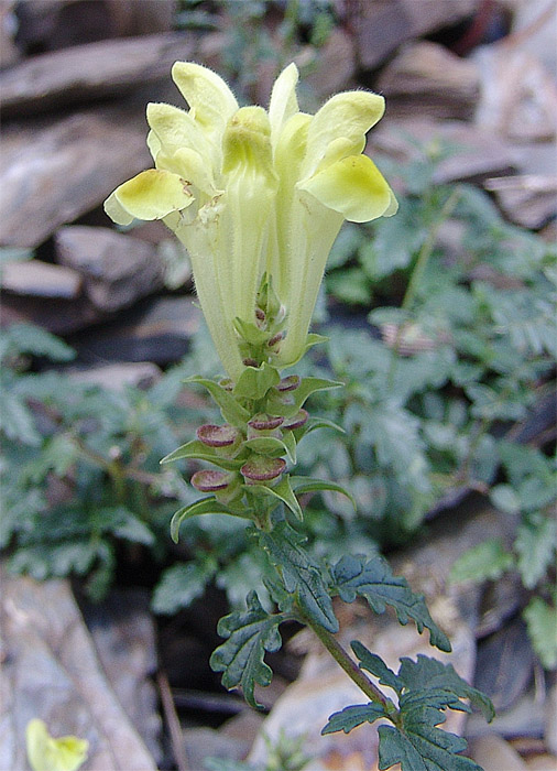 Image of Scutellaria raddeana specimen.