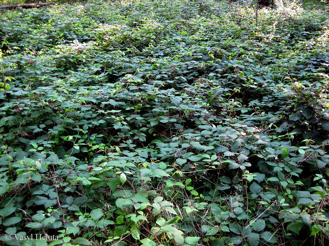 Image of Rubus hirtus specimen.